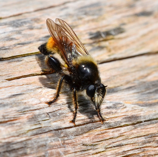 Asilidae Croato